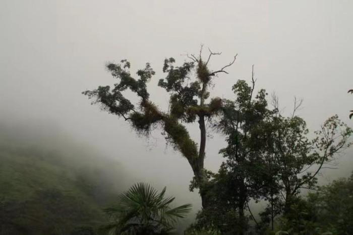 范志毅:说实话,足坛80年代到现在,最让日韩忧虑的球员仅此4人